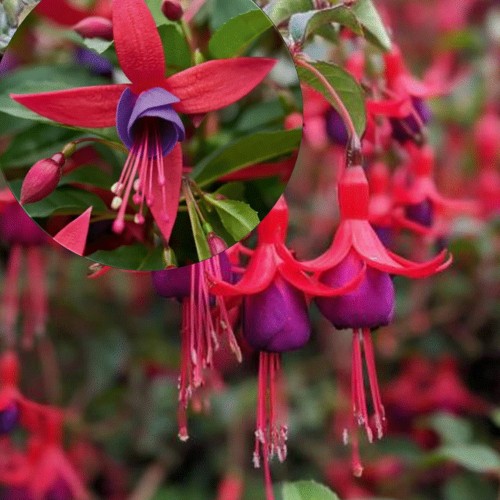 Fuchsia 'Summer Island® Rose-Purple' - Fuksia 'Summer Island® Rose-Purple' P9/0,55L